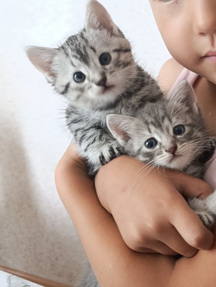 Продам котёнок пародистый