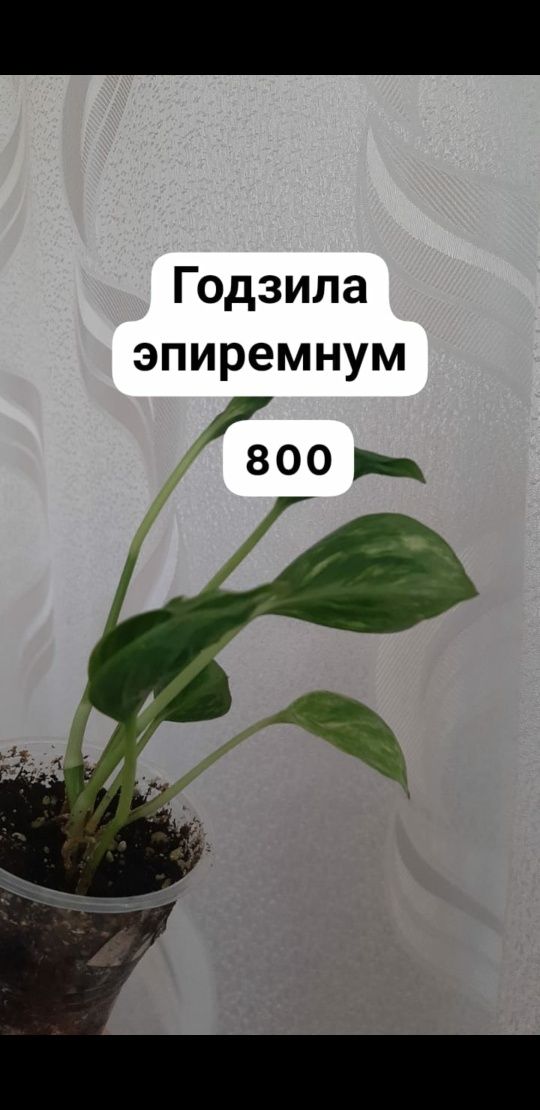 Растения Подарки Тоц бастар Комнатные растения