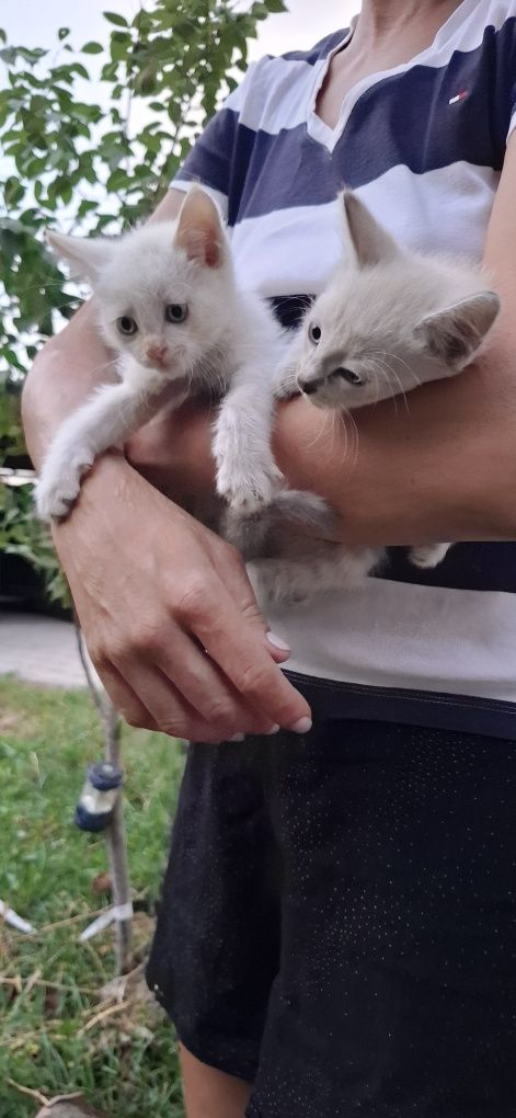 Котята в хорошие руки