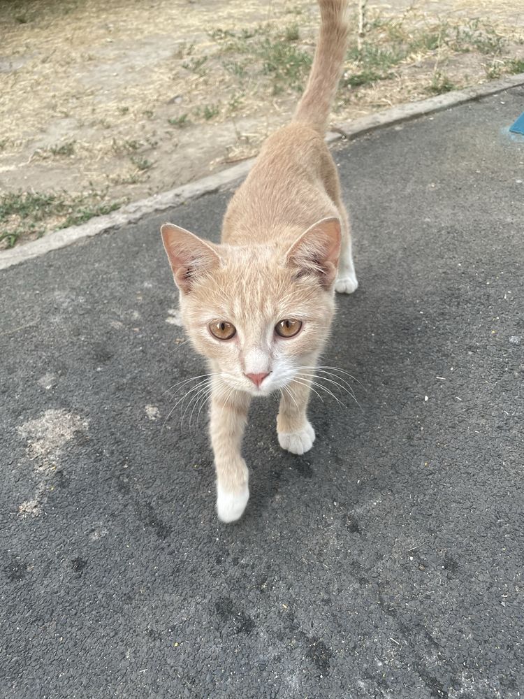 Срочно заберите котика