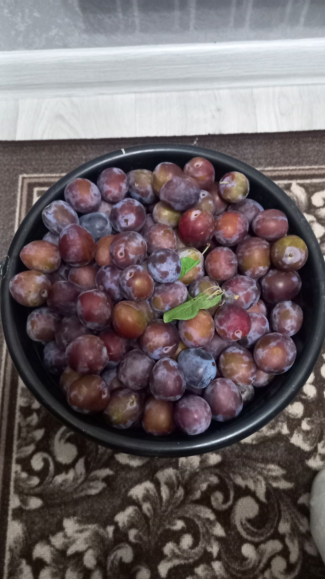Продам сливу дачную