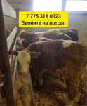 Б'ы'ч'к'и телят'а белоголовые герефорд окшмлем