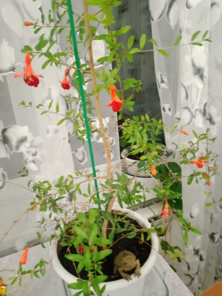 Продаю декоративный гранат.