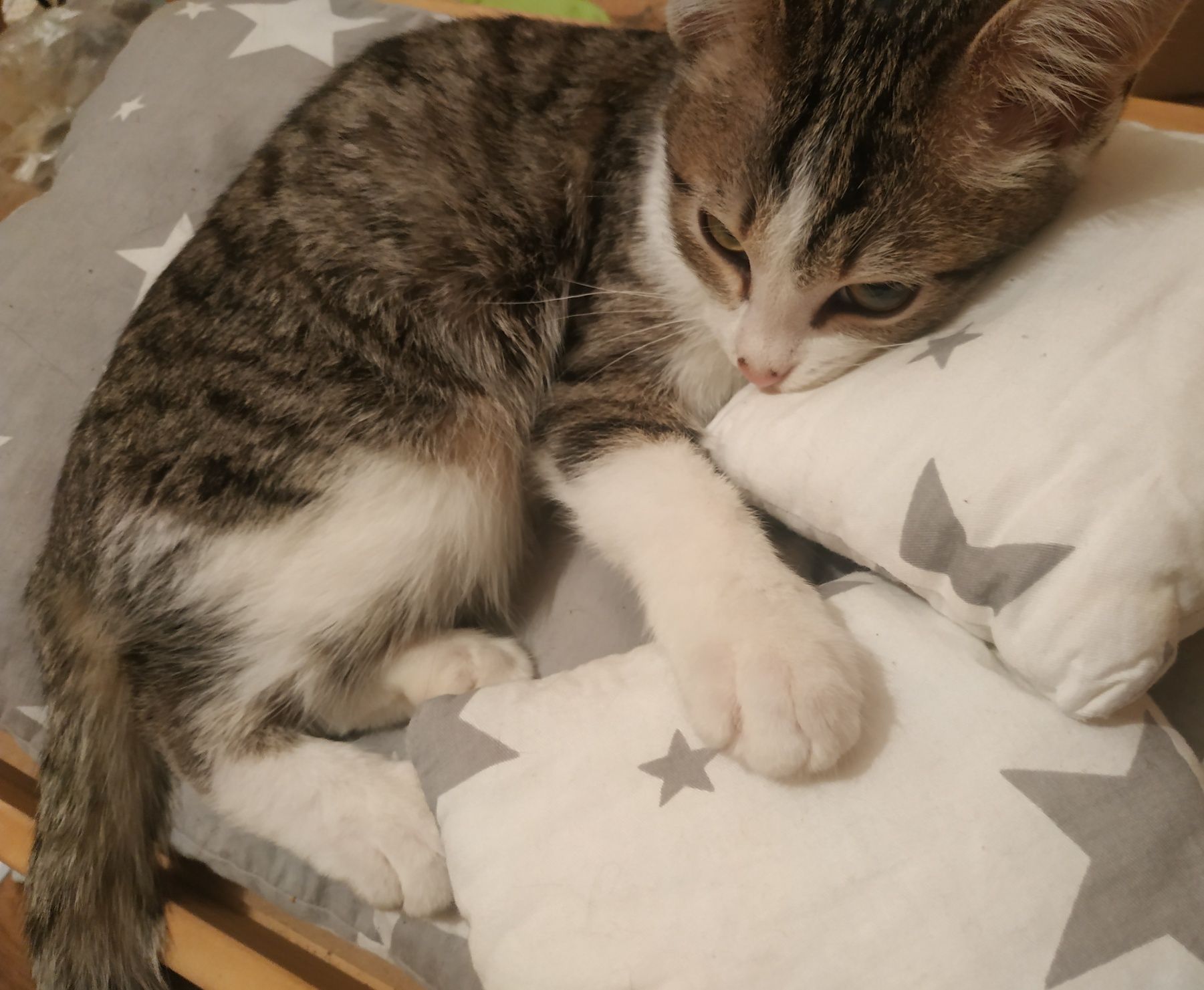 Котик ищет дом. В добрые руки