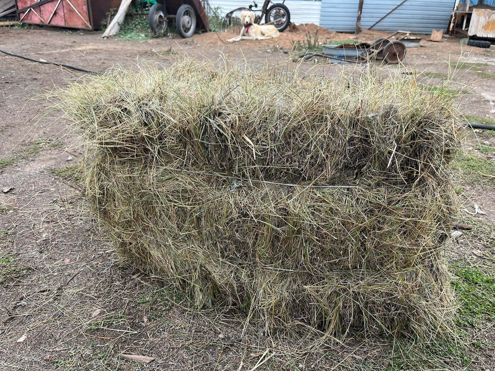 Продам сено в тюках житняк с доставкой . Летнии покос сено зеленное