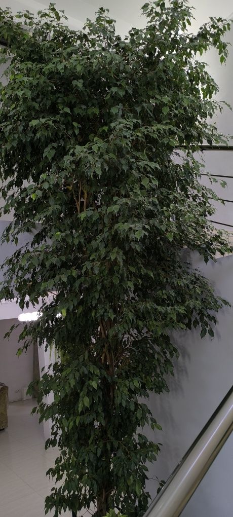 Комнатные цветы,продам фикус  5 метров