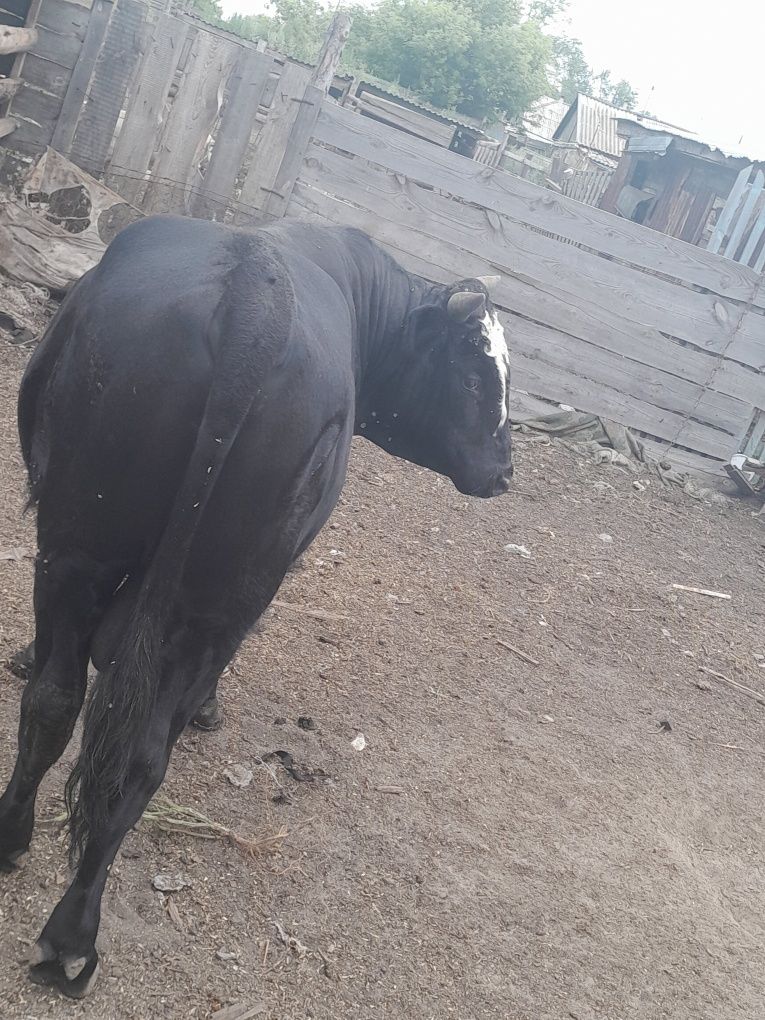 Продам быка,1.2 года писать в лс)
