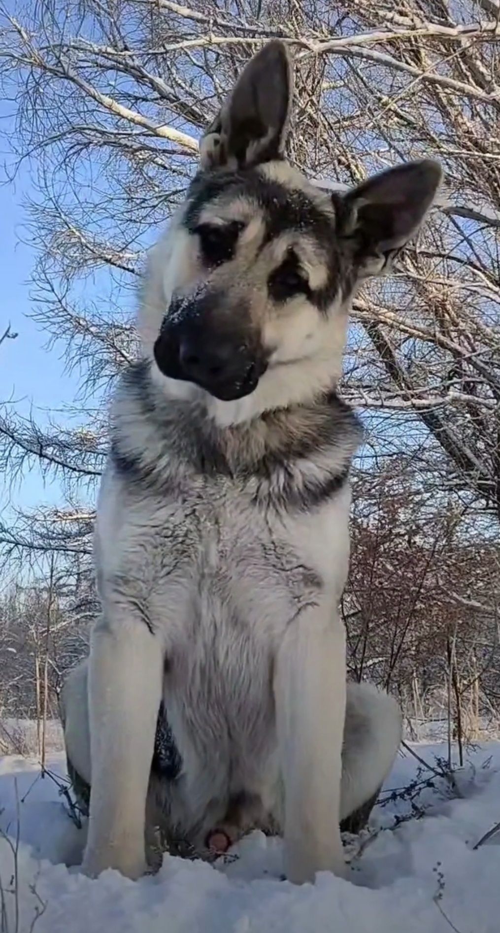 ВЕО на вязку. Опыт. Результат