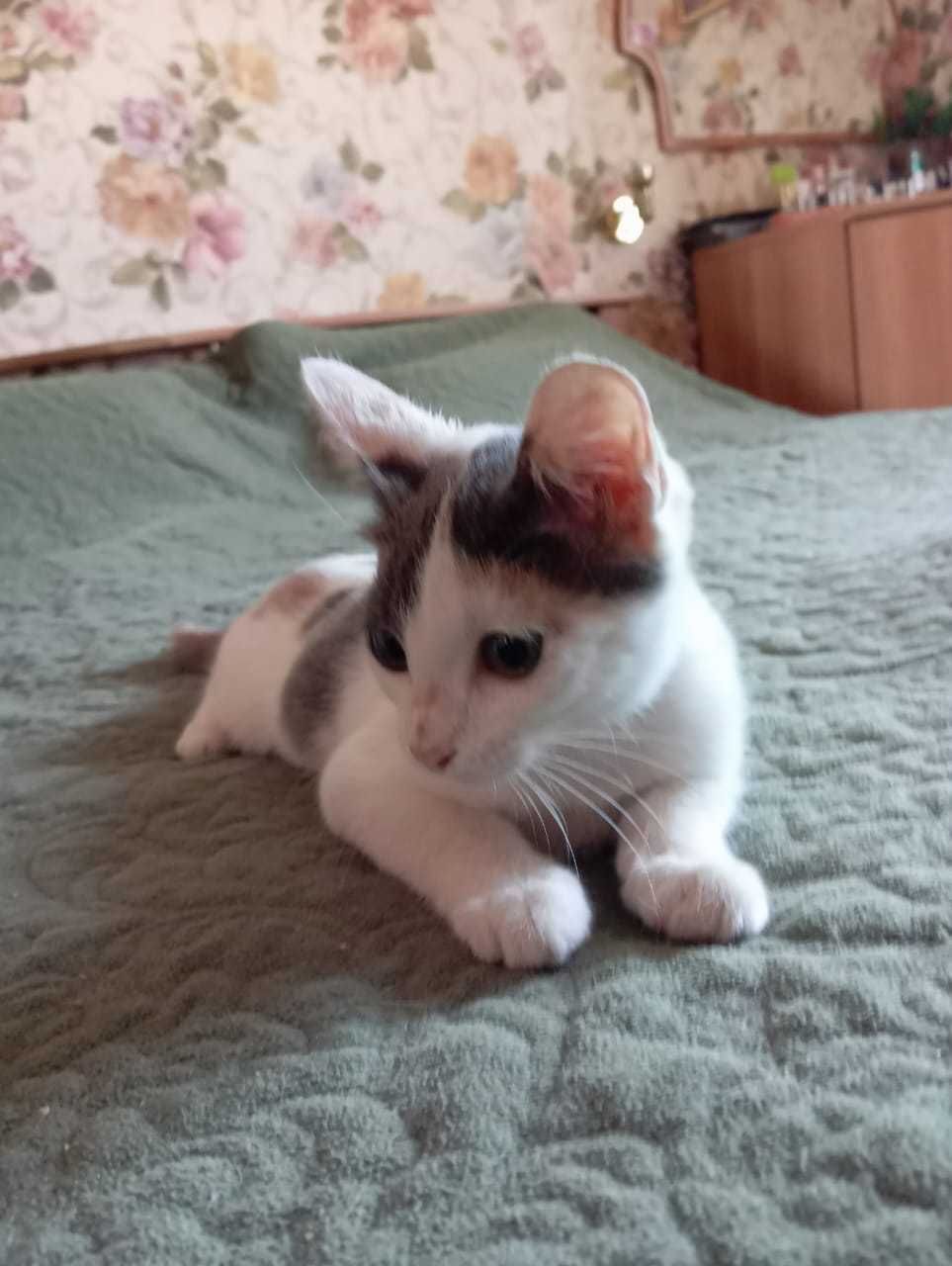 Котенок в новую семью