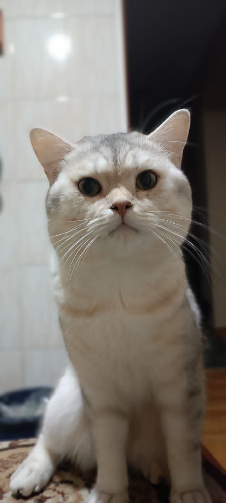 Шотландский прямоухий кот для вязки.  г Алматы