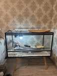 терариум вместе с бородатой агамой