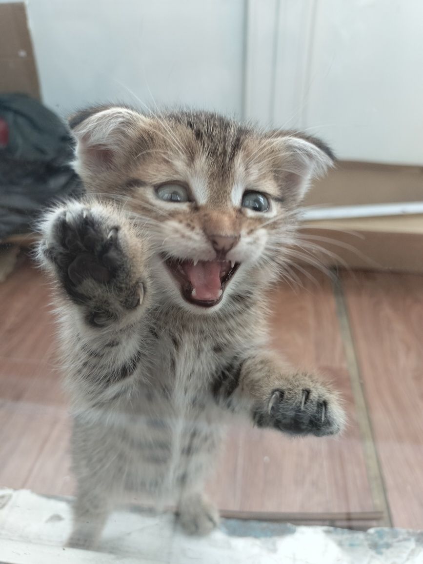 Отдаю бесплатно в хорошие руки вислоухого котенка и взрослую кошку
