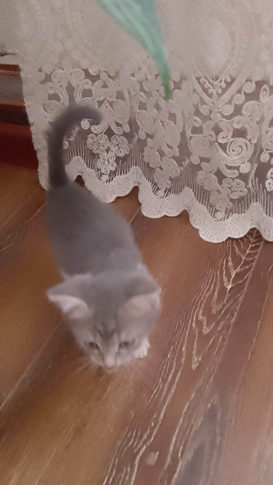 Отдам добрые руки