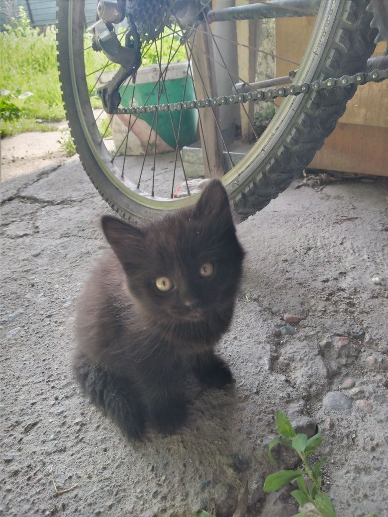 Отдам котят в добрые руки