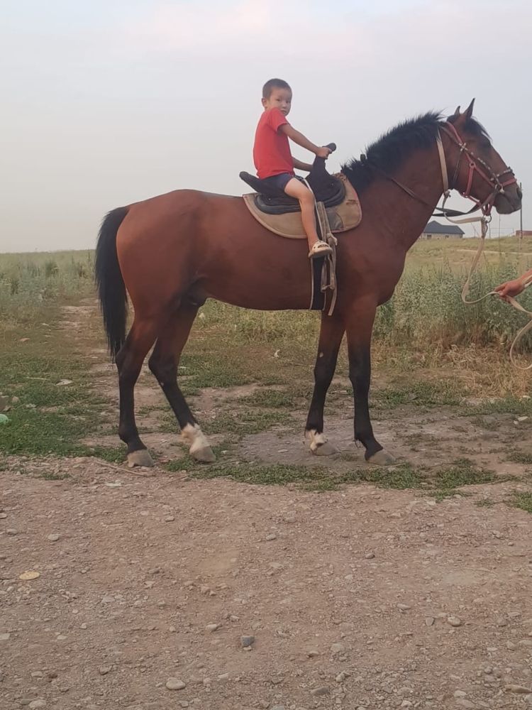Лошад 3 годнык