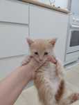 Котенок отдам добрые руки