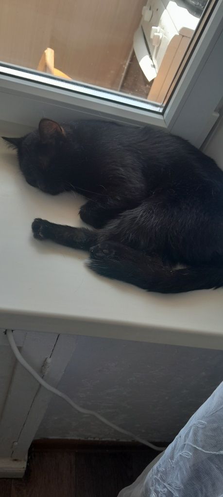 Срочно отдадим кошек и котиков.