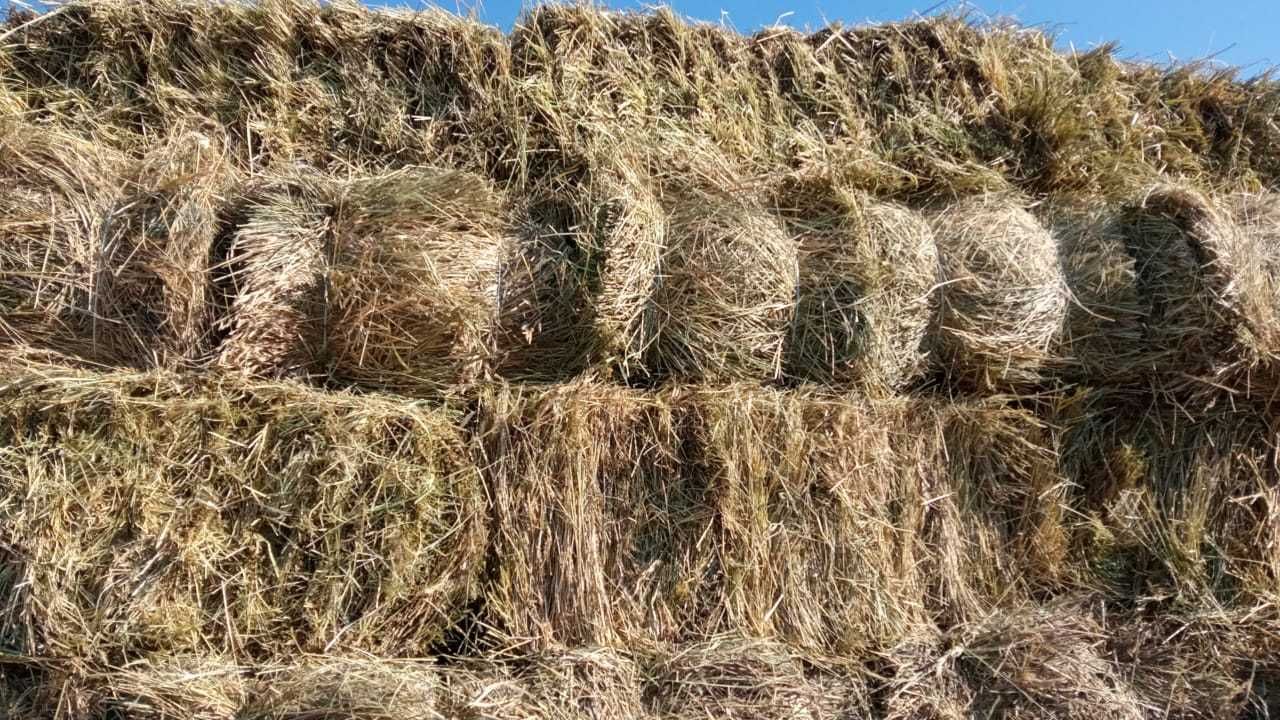 Сено в квадратных тюках