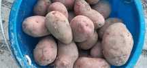 Картофель едовой. Продам картошку домашнюю