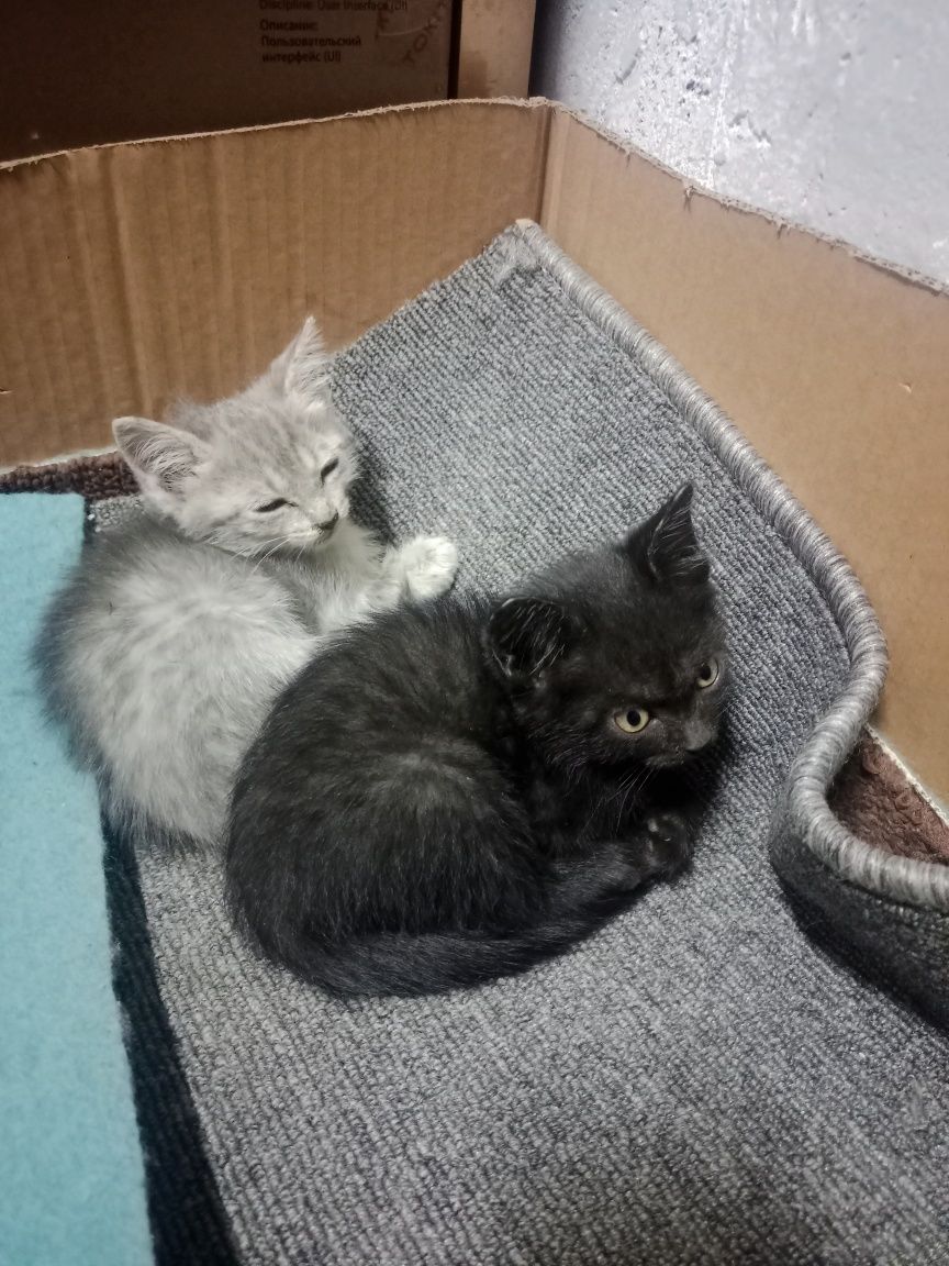 Отдам котят в хорошие руки