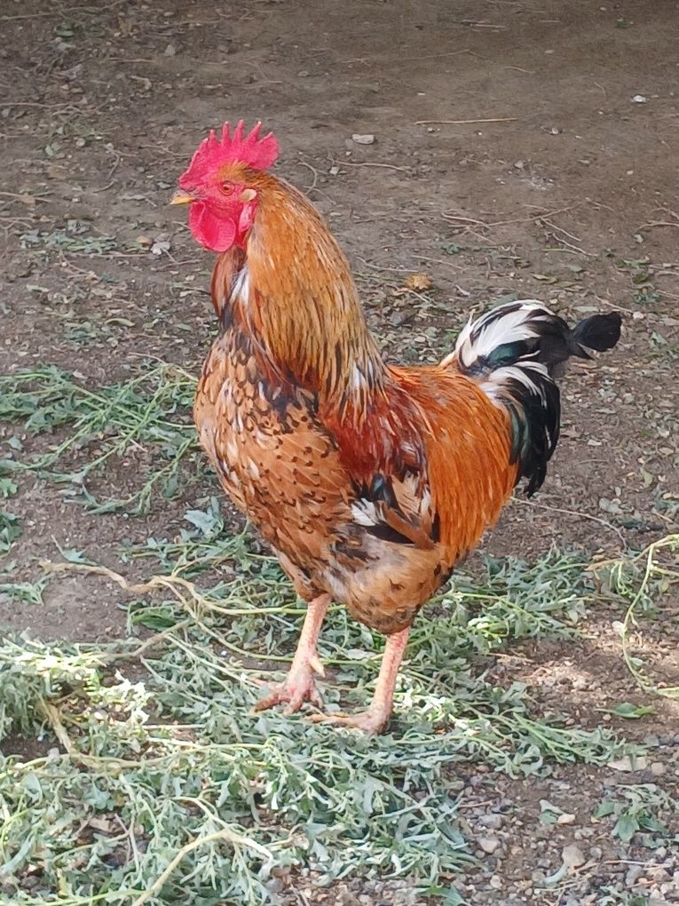 Продается петух кучинский