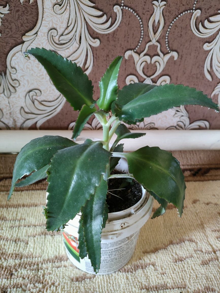лечебное каланхоэ, алоэ. доставка
