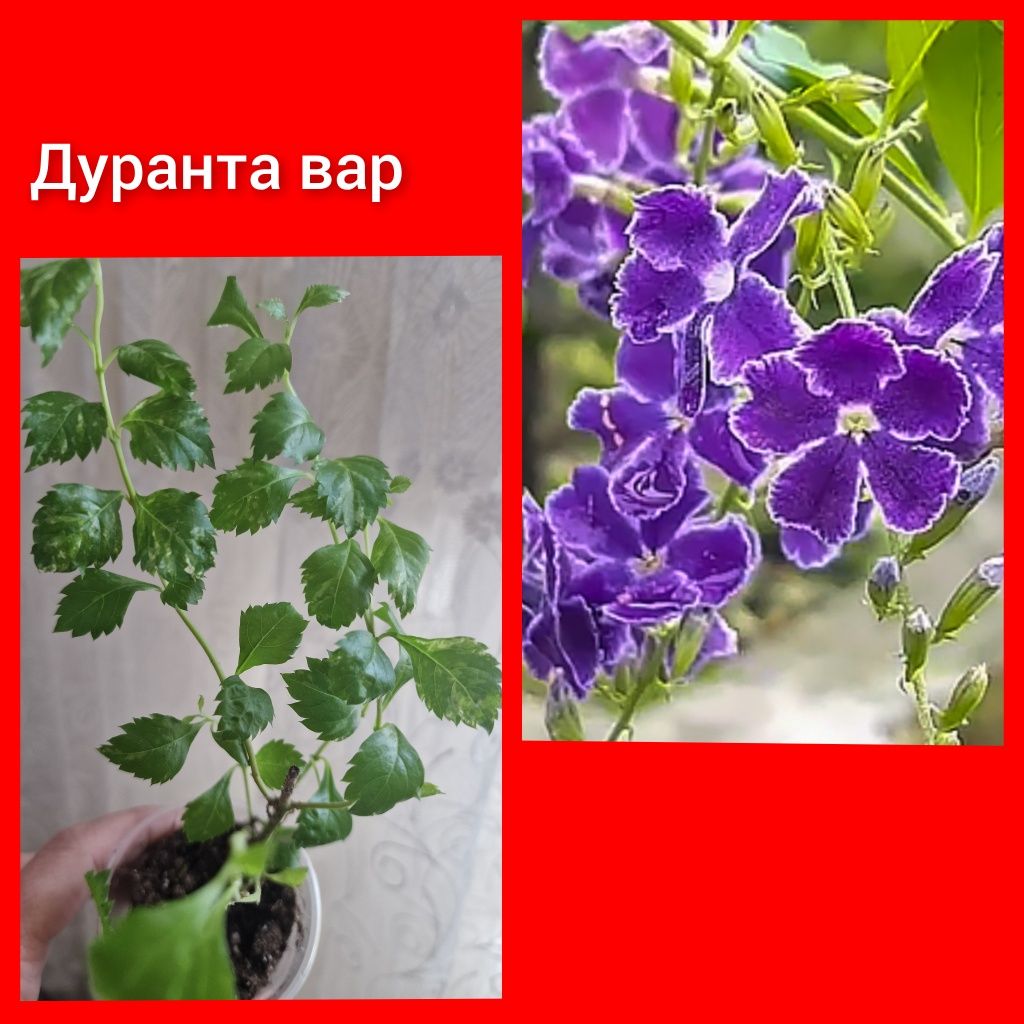 Гордении Индоминт Монстера  ЭкзотикаКлеродендрумы  !!!комнатные цветы