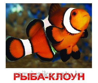 Карточки Домана!