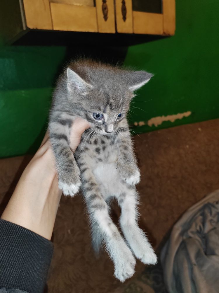 Дарю классных котят