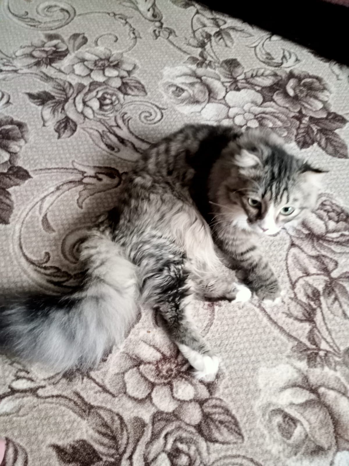 отдам кошку в хорошие руки