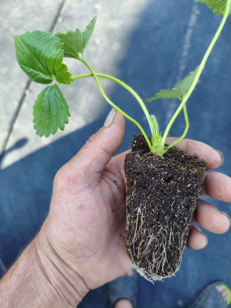 Продам саженцы многоразовой клубники , сорт мурано и сорт кабрилло