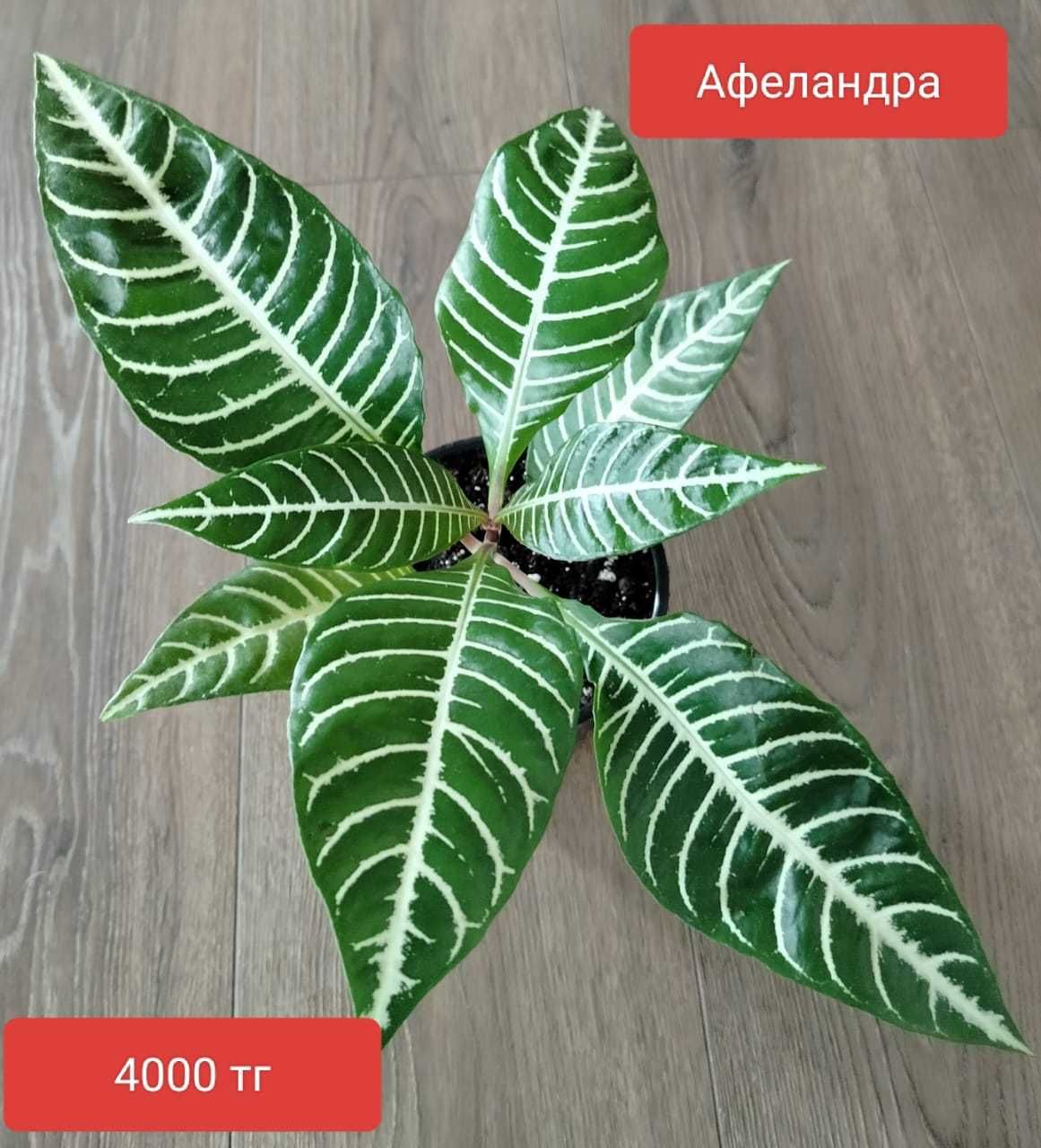 Продам комнатные растения.
