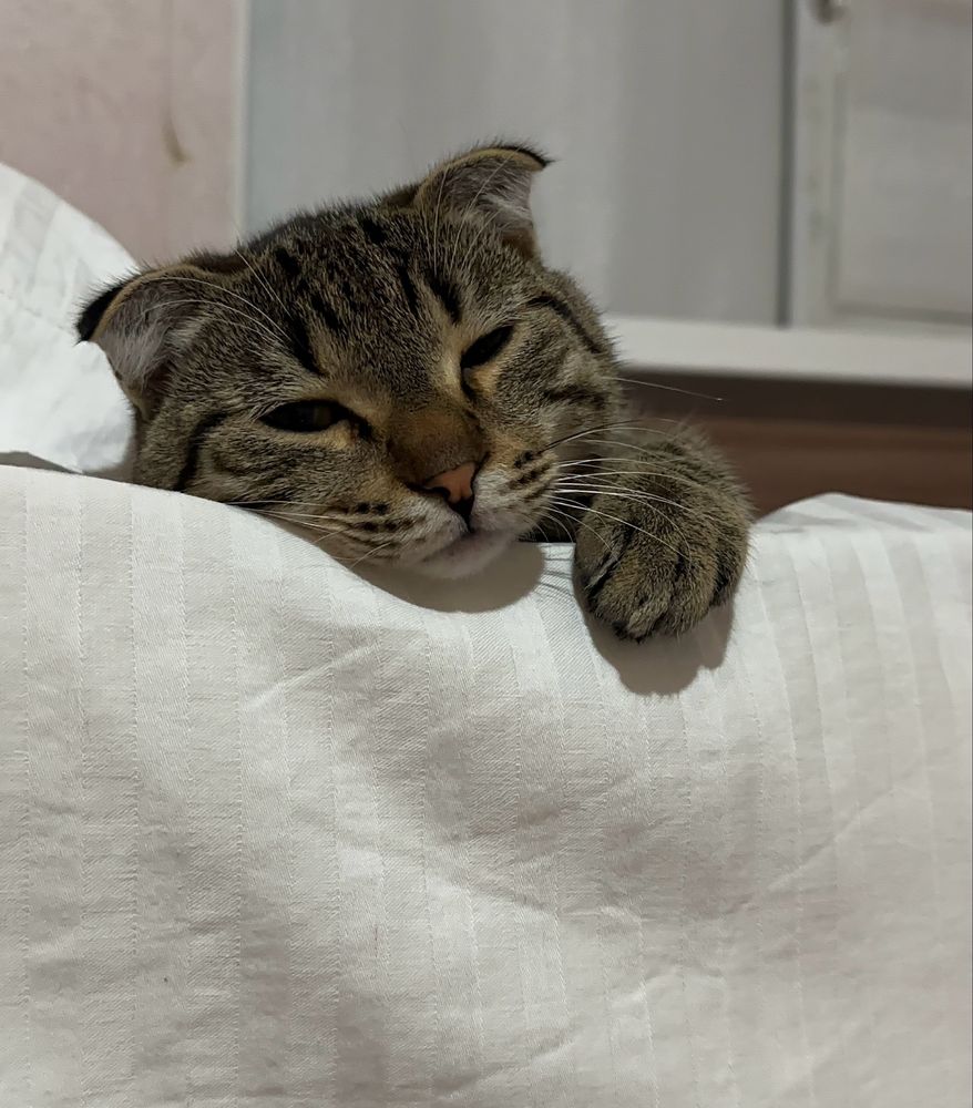 вилоухий кот 8 месяцев