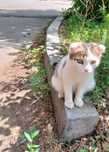 Срочно дом для котиков!!!