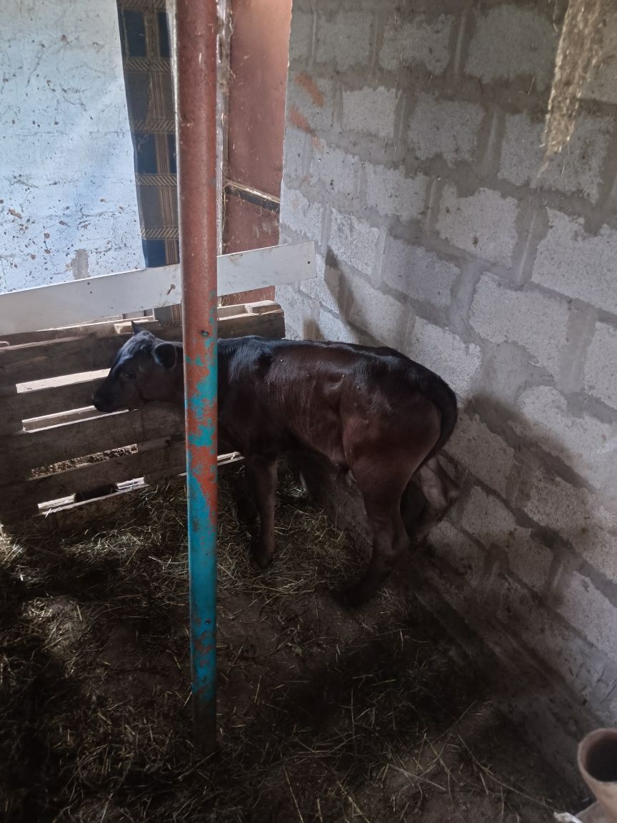 Продам Бычка  2 месеца