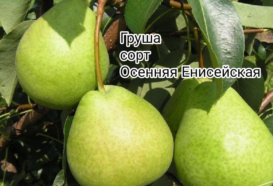 Продам дачу Сад Здоровье Торг