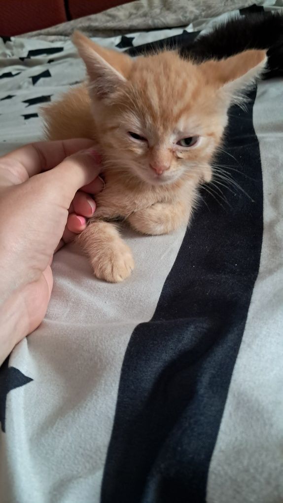 Отдам котят 1.5 месяца