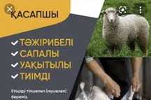 Қасапшы. Қой сою
