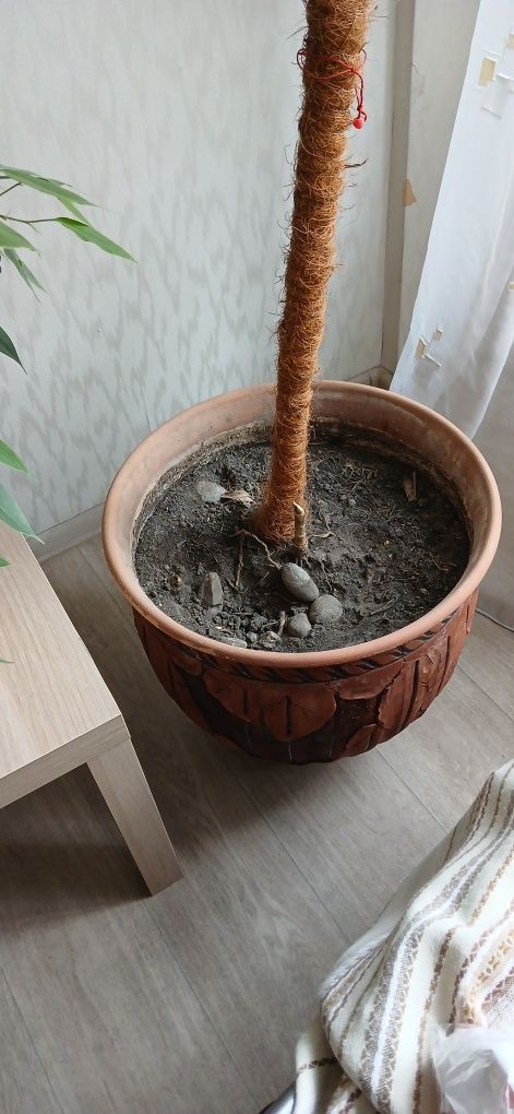 Продам горшок керамический из под пальмы