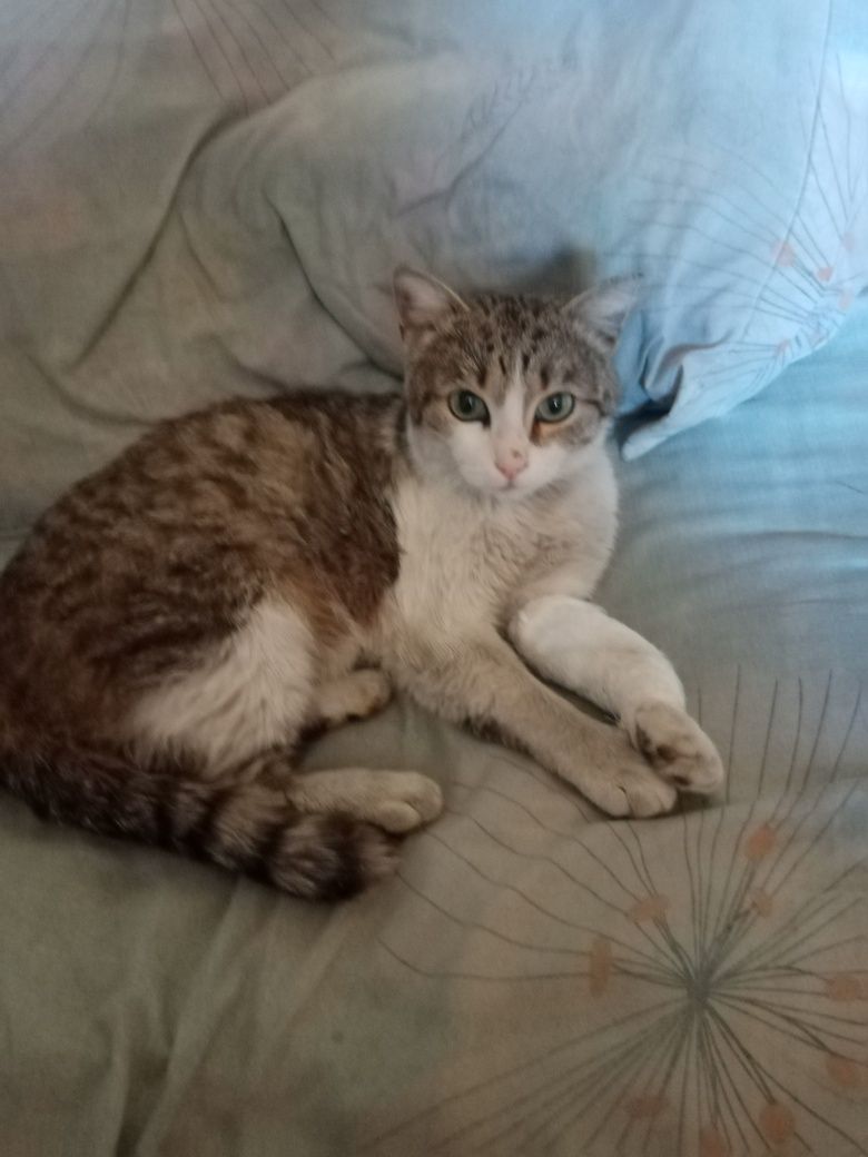 Отдам бесплатно кота.