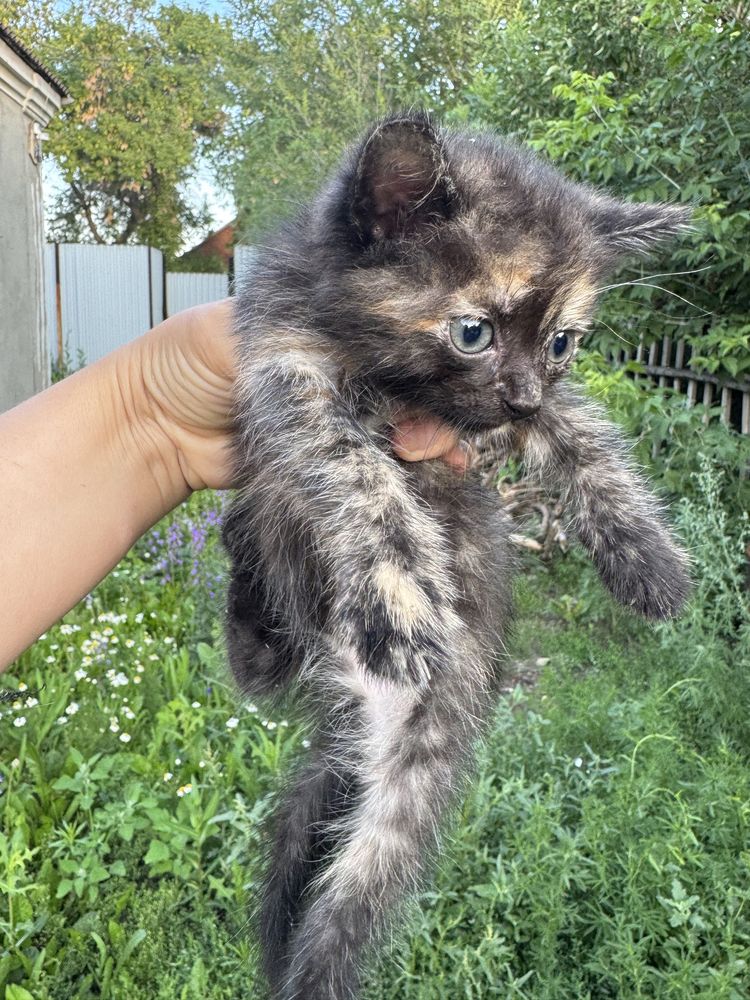 Красивые  котята в добрые руки