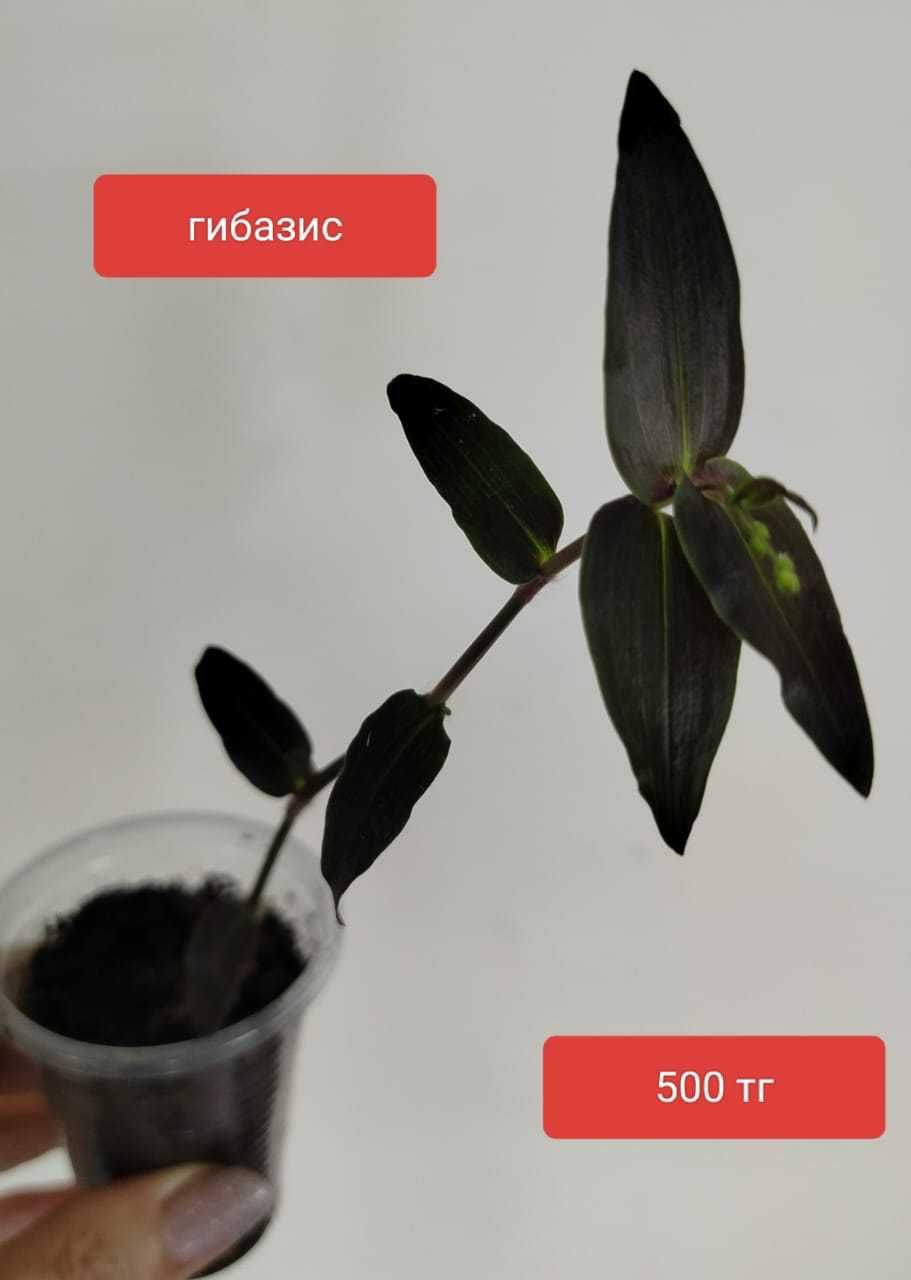 Продам комнатные растения.