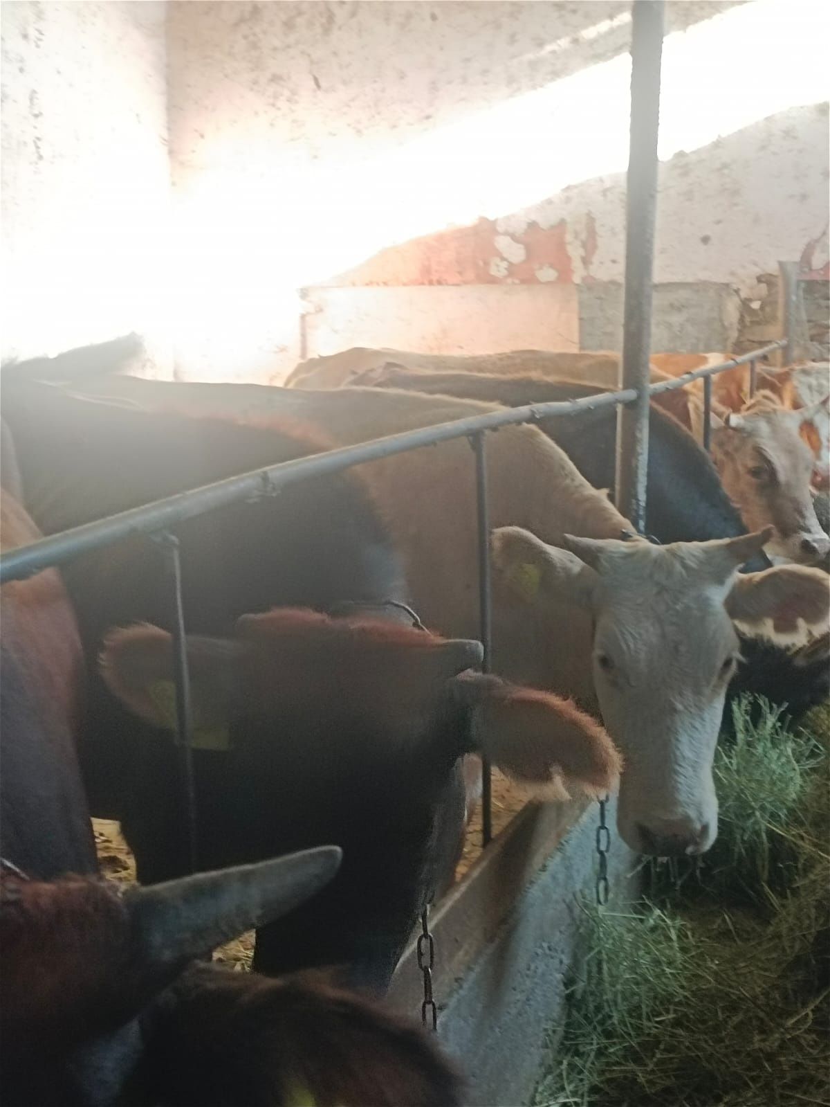 Байланған семіз Кунажын тайынша лар сатылады