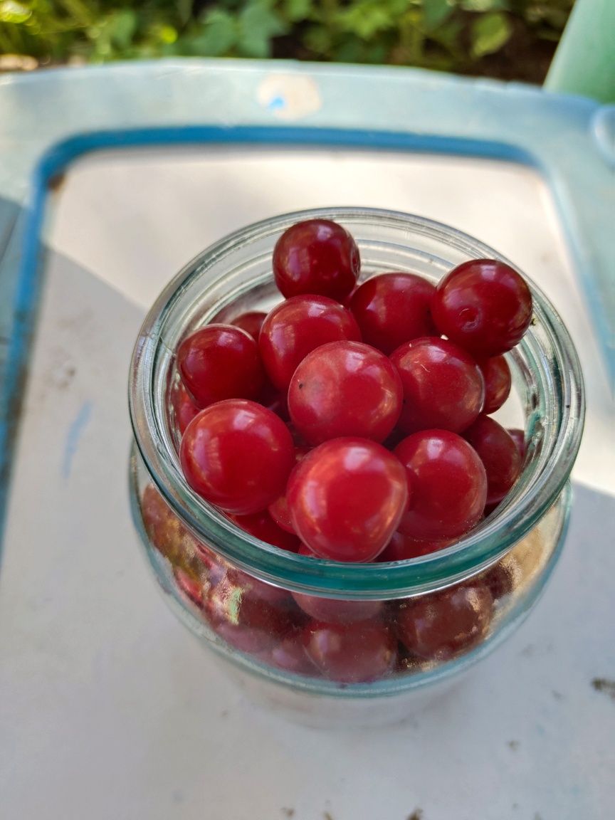 Вишня дачная спелая