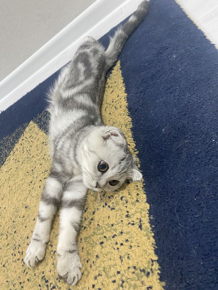 Продам шотландского висловухого котенка.