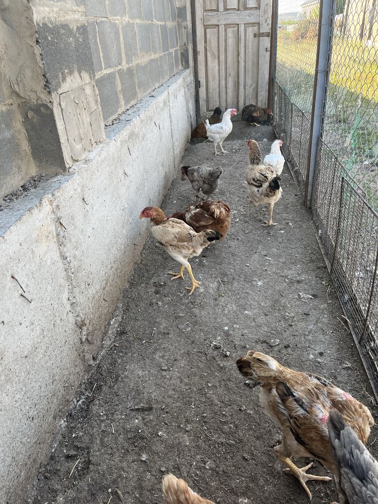 Продам кур, тауык сатылады