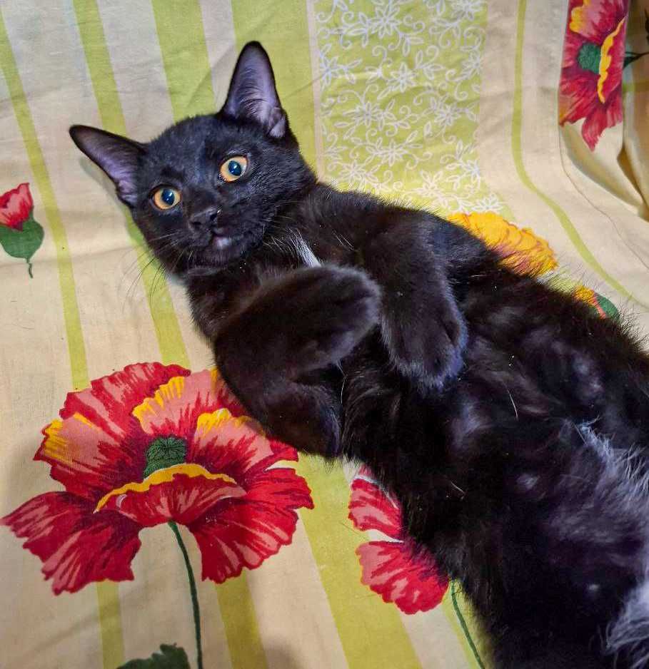 Отдам милых котят в хорошие руки!