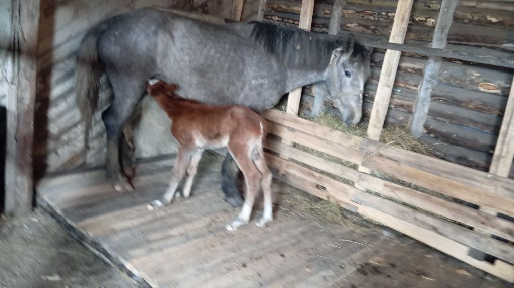 Продам кобылку с жеребёнком 5летка