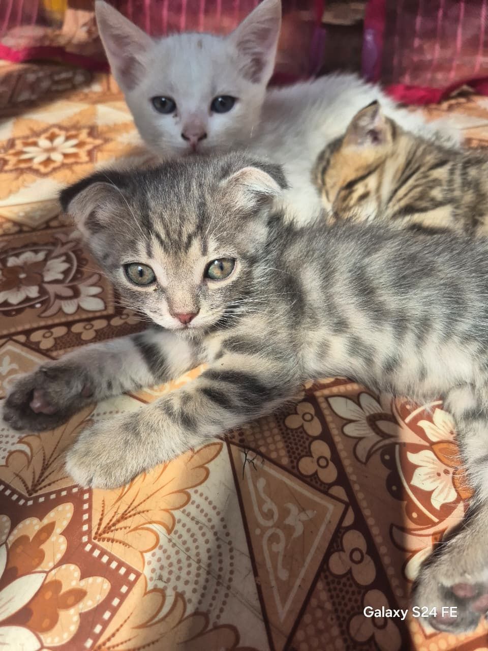 Отдадим котят в добрые руки