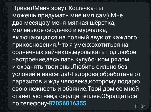 Котёнок девочка бесплатно
